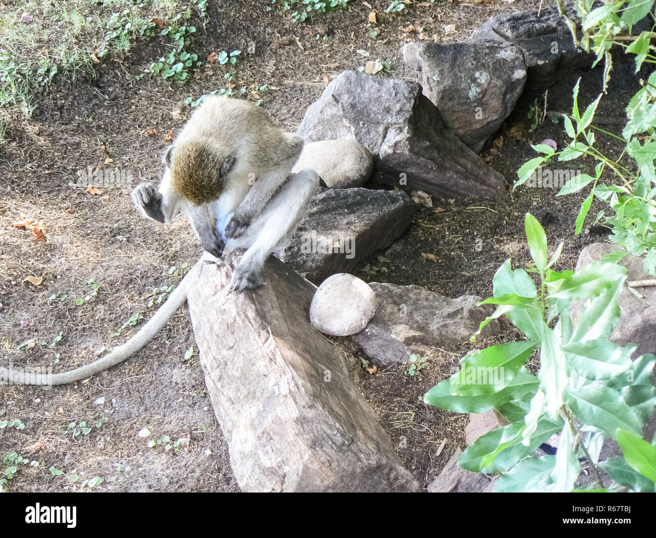 Affen in einer Hotelanlage in Kenia Stockfoto