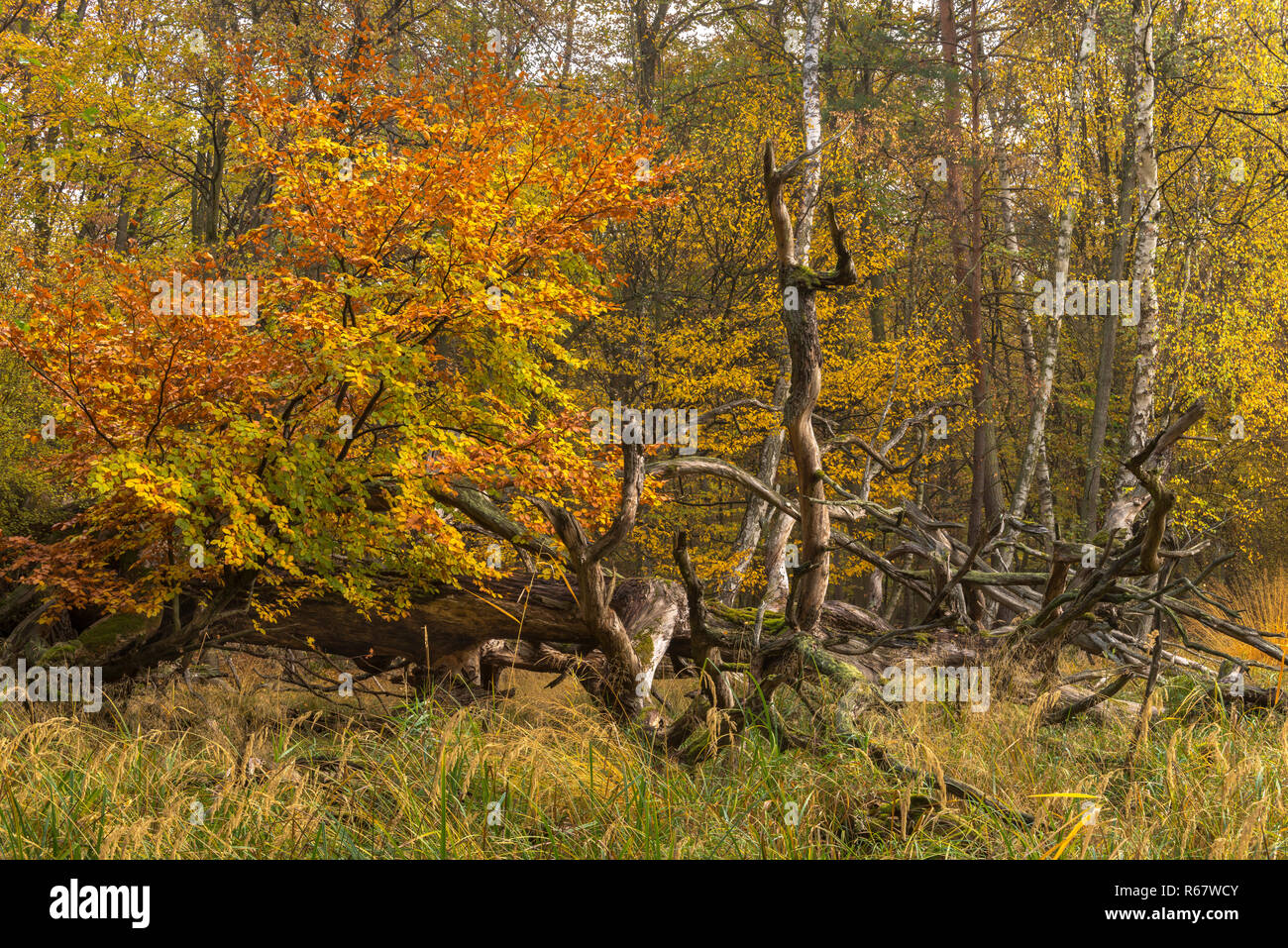 Herbst Auwald mit toten Holz, alten gefallen Pinien, Mönchbruch Wald, Naturschutzgebiet Mönchbruch Stockfoto