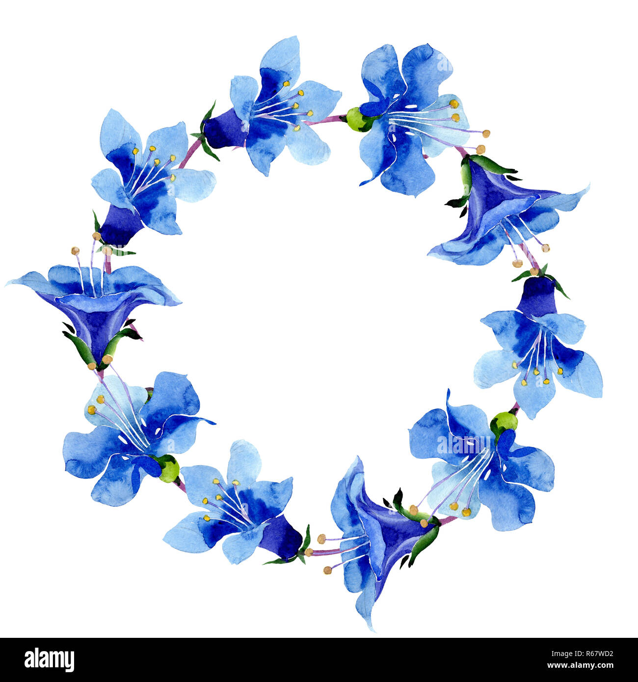 Blau phacelia Blume. Grünes Blatt wildflower. Aquarell Hintergrund  Abbildung. Rahmen blumen Kranz Stockfotografie - Alamy