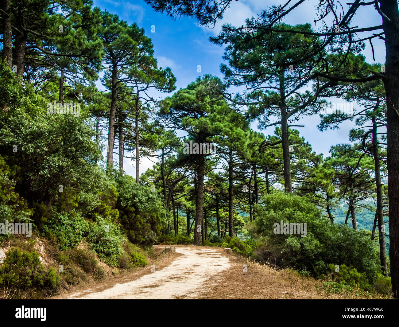 Hohe Pinien in den Bergen in der Nähe der Meerenge von Gibraltar in der Nähe von Algeciras, Spanien Stockfoto