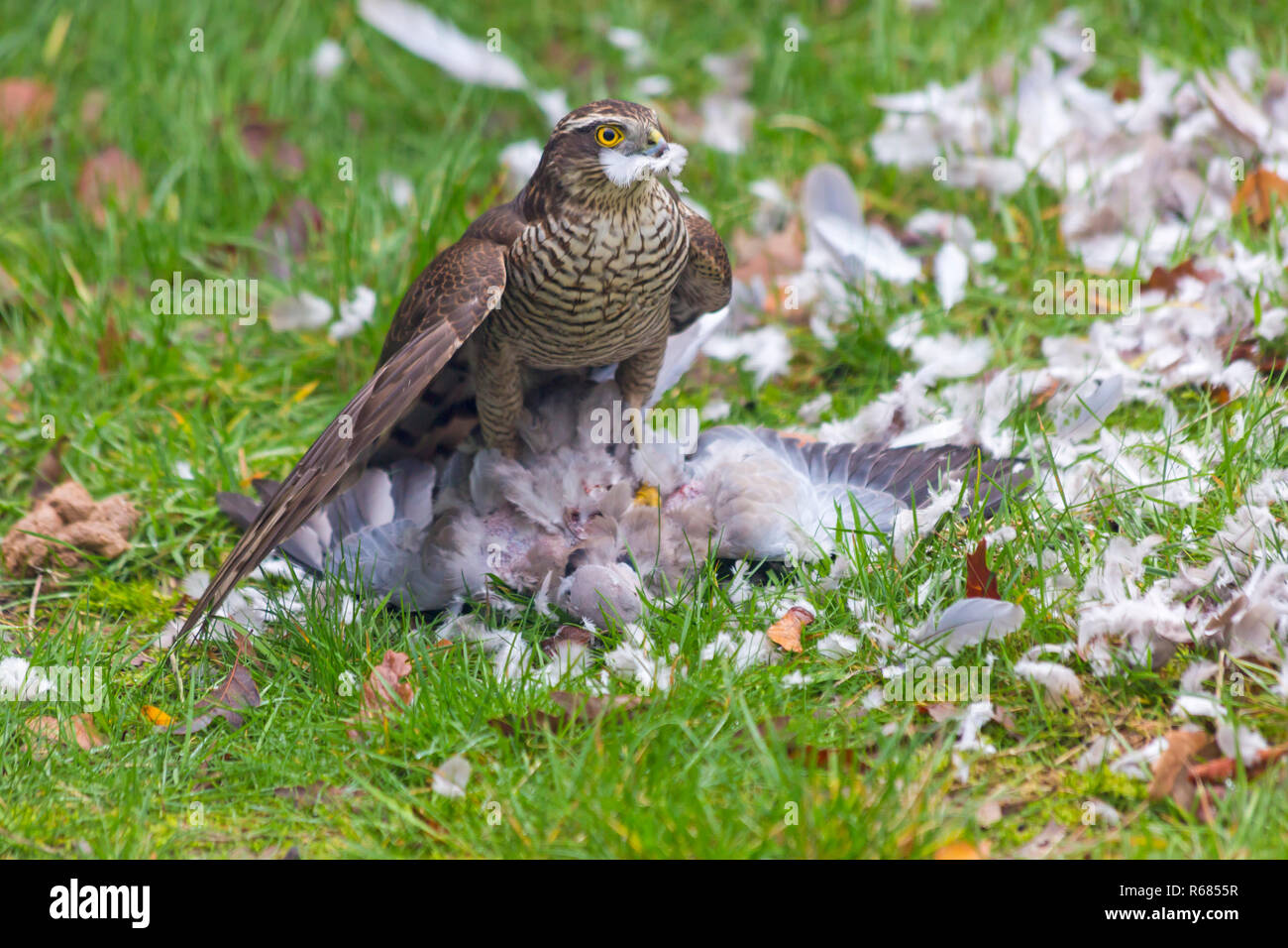 Bournemouth, Dorset, Großbritannien. 4. Dez 2018. Frau Sperber, Accipiter Nisus, Angriffe eine Taube Taube für ein Mittagessen in einem Bournemouth Garten. Credit: Carolyn Jenkins/Alamy leben Nachrichten Stockfoto