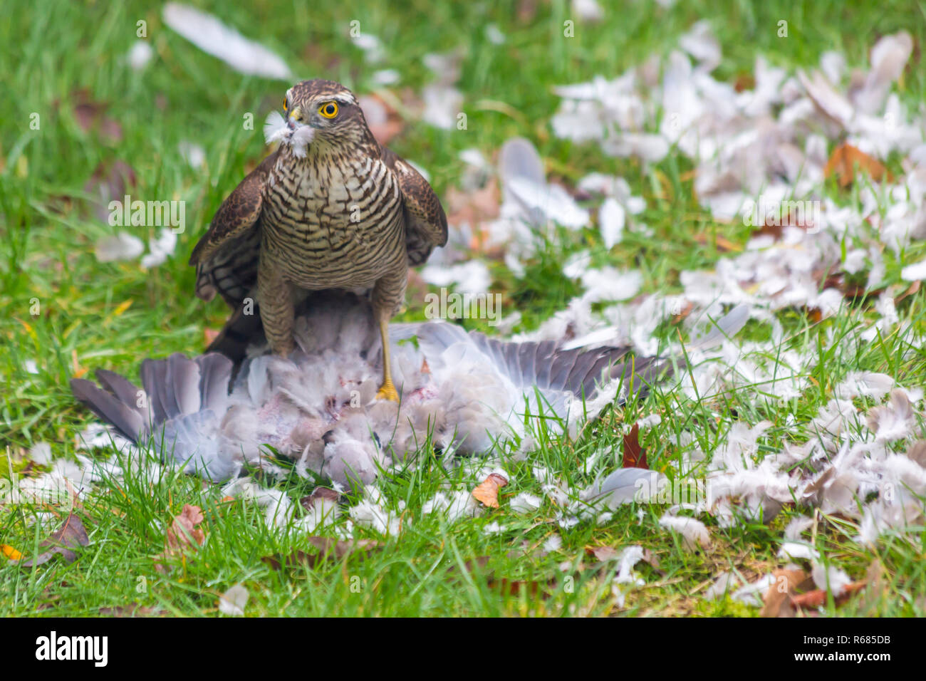 Bournemouth, Dorset, Großbritannien. 4. Dez 2018. Frau Sperber, Accipiter Nisus, Angriffe eine Taube Taube für ein Mittagessen in einem Bournemouth Garten. Stockfoto