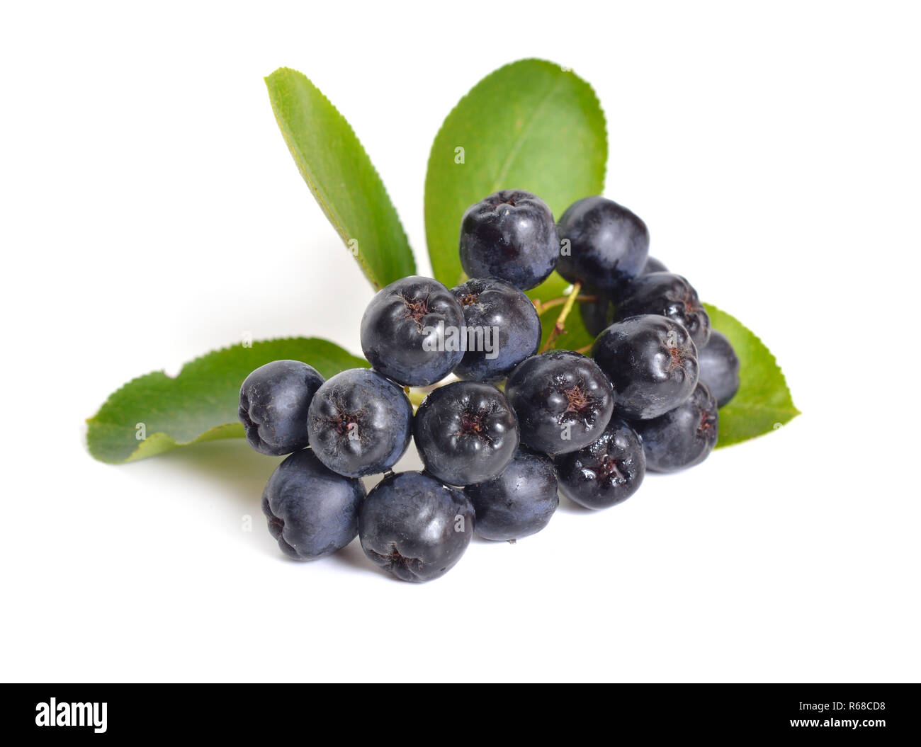 Aronia melanocarpa, genannt der schwarze Apfelbeere. Auf weissem Hintergrund. Stockfoto
