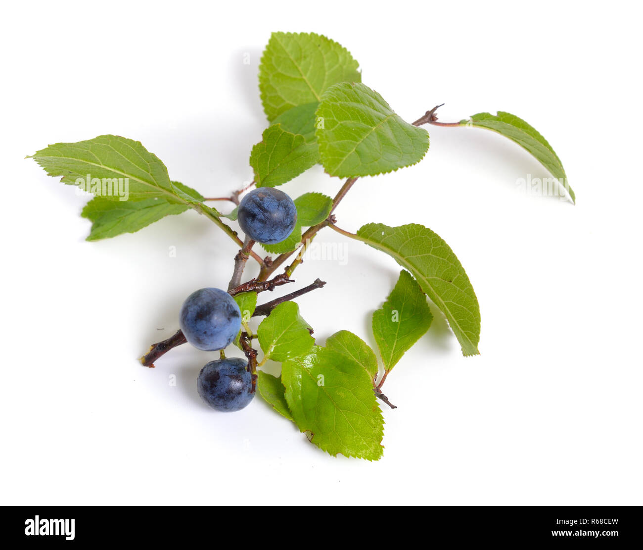Prunus spinosa oder Schlehe, oder schlehe. Isolierte Zweig mit Früchten. Stockfoto