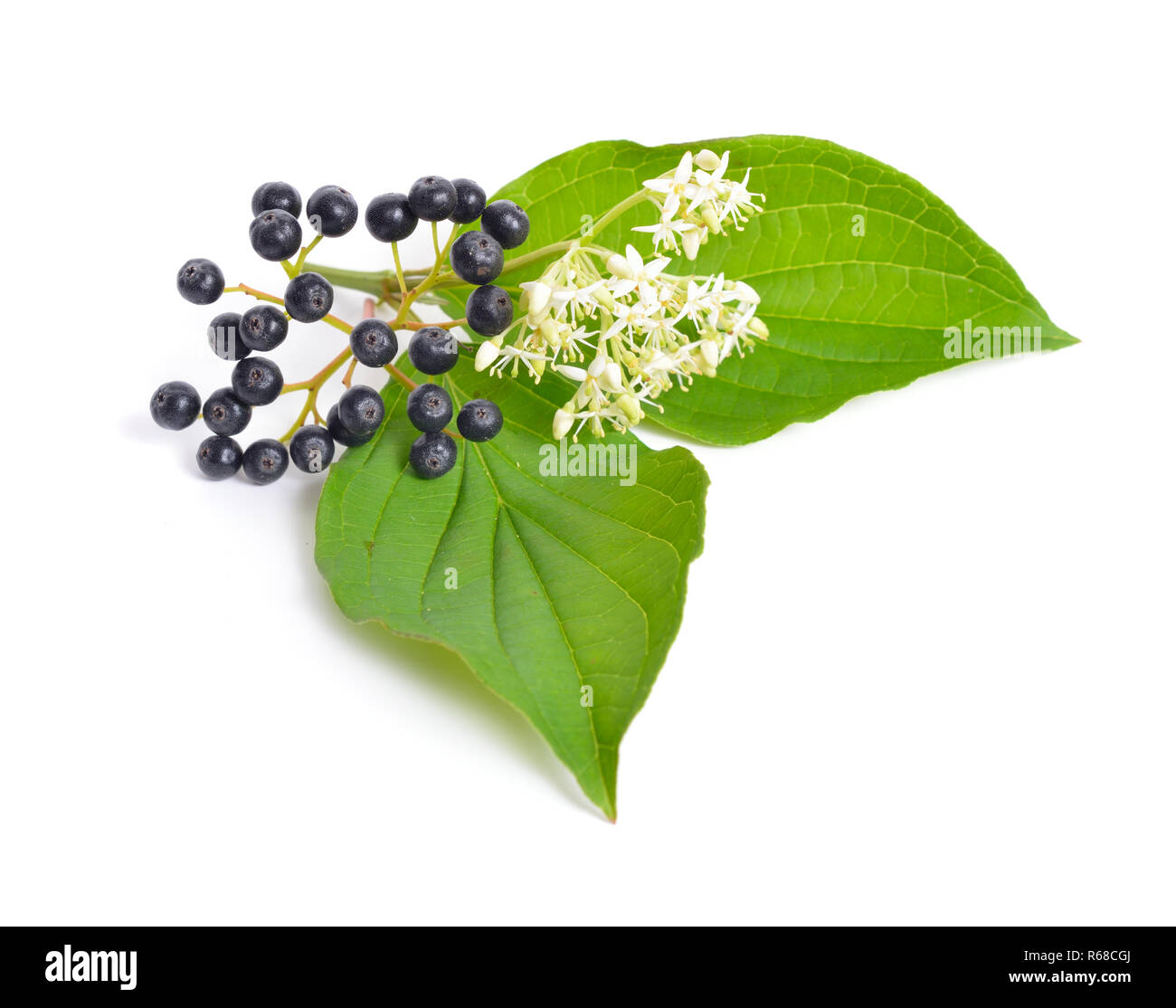 Swida oder hartriegel. Auf weissem Hintergrund. Stockfoto