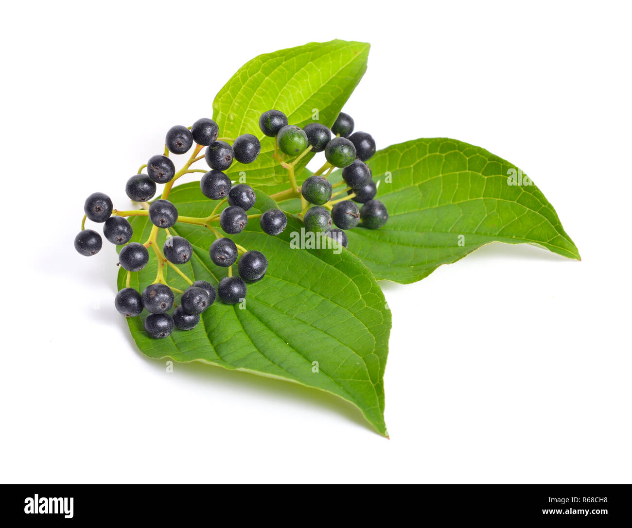Swida oder hartriegel. Auf weissem Hintergrund. Stockfoto