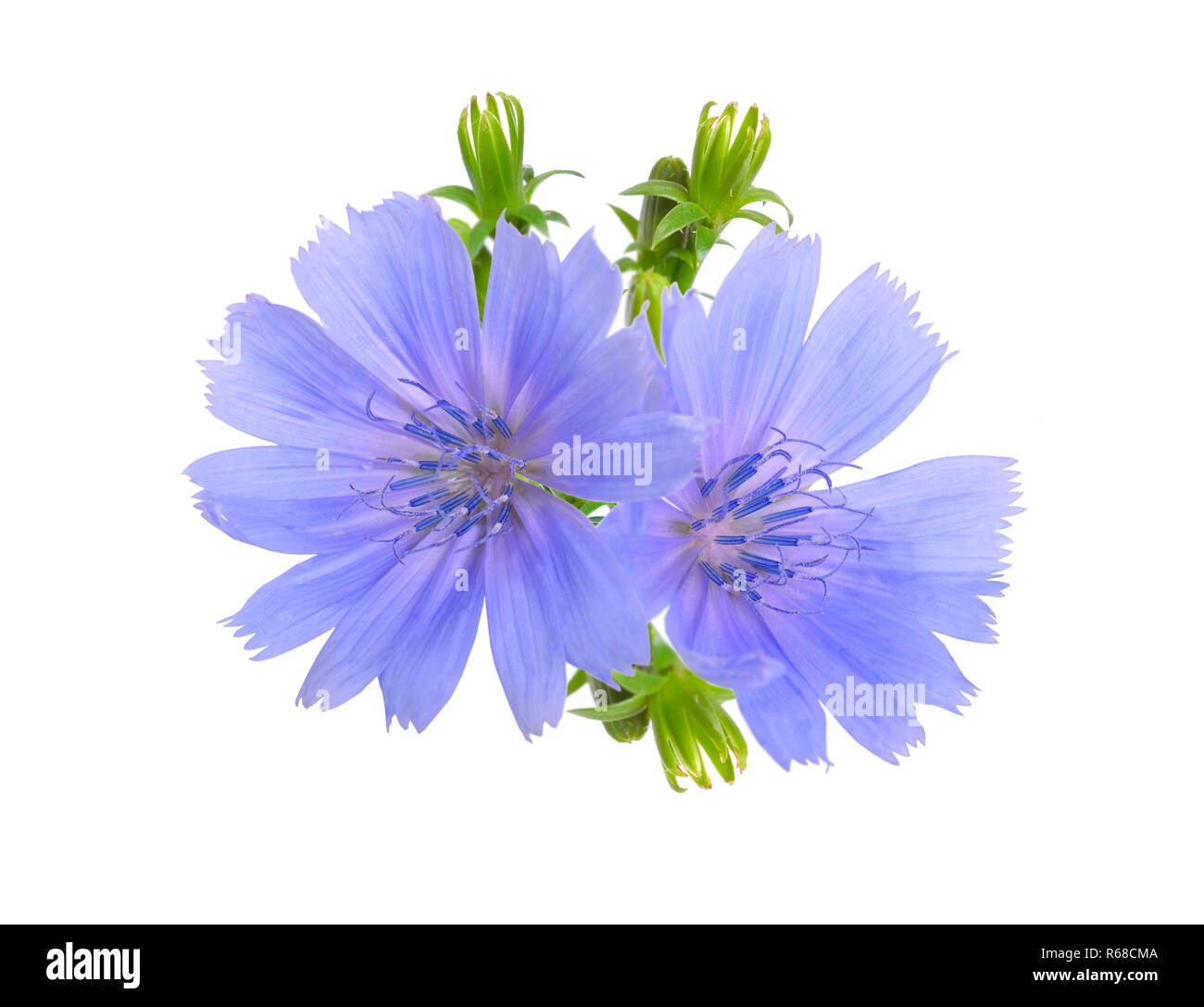 Gemeinsame wegwarte Cichorium intybus oder Blumen. Auf weiß isoliert. Stockfoto