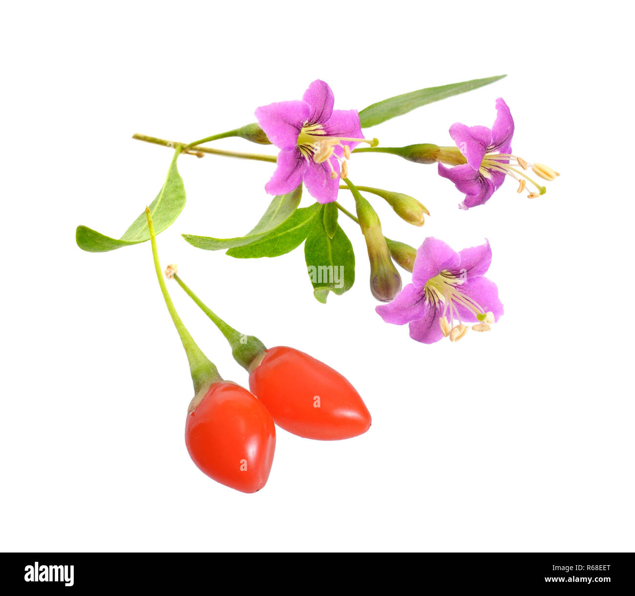 Goji Beeren oder Lycium Barbarum mit Blumen auf weißem Hintergrund Stockfoto