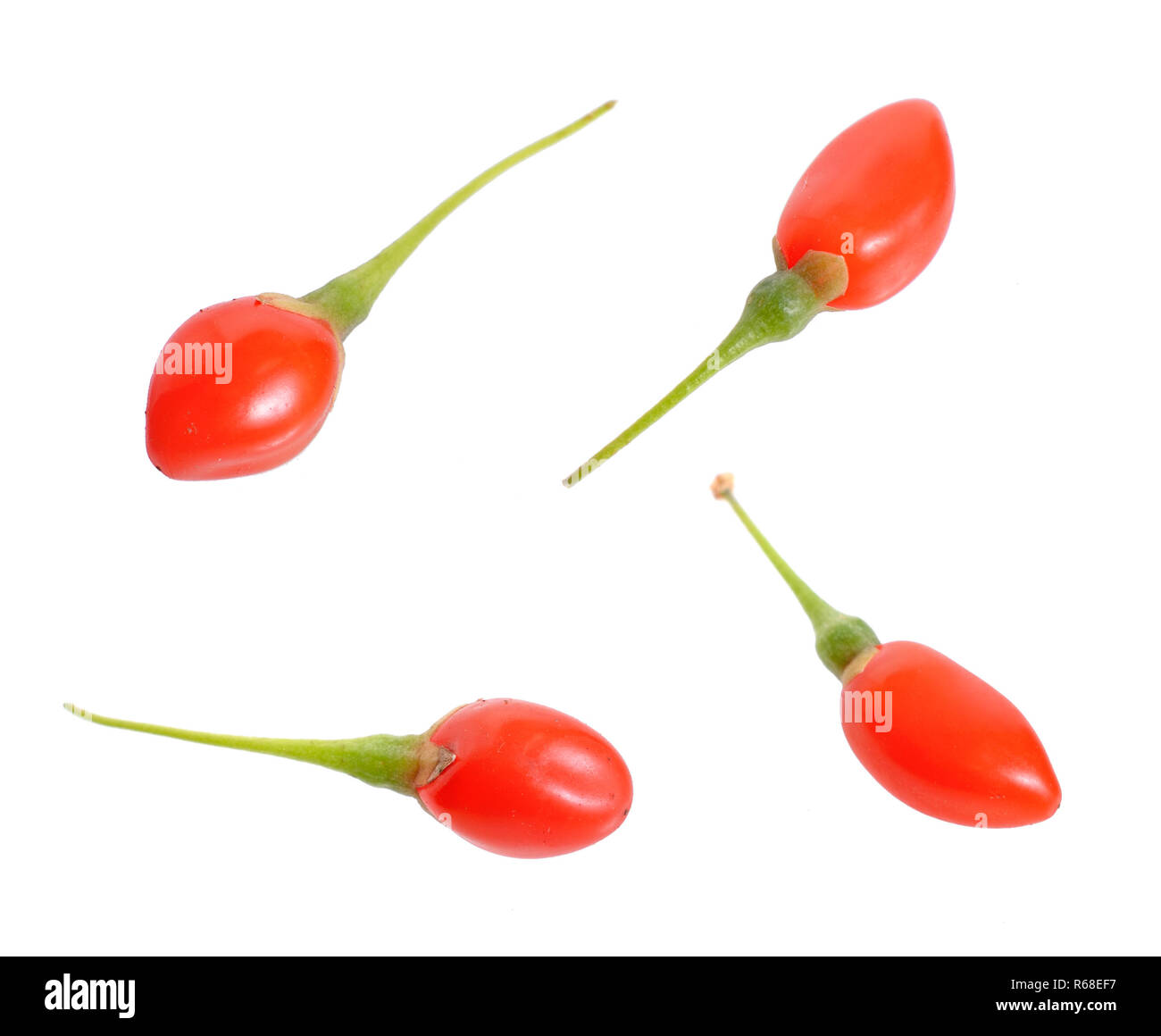 Goji Beeren oder Lycium Barbarum auf weißem Hintergrund Stockfoto