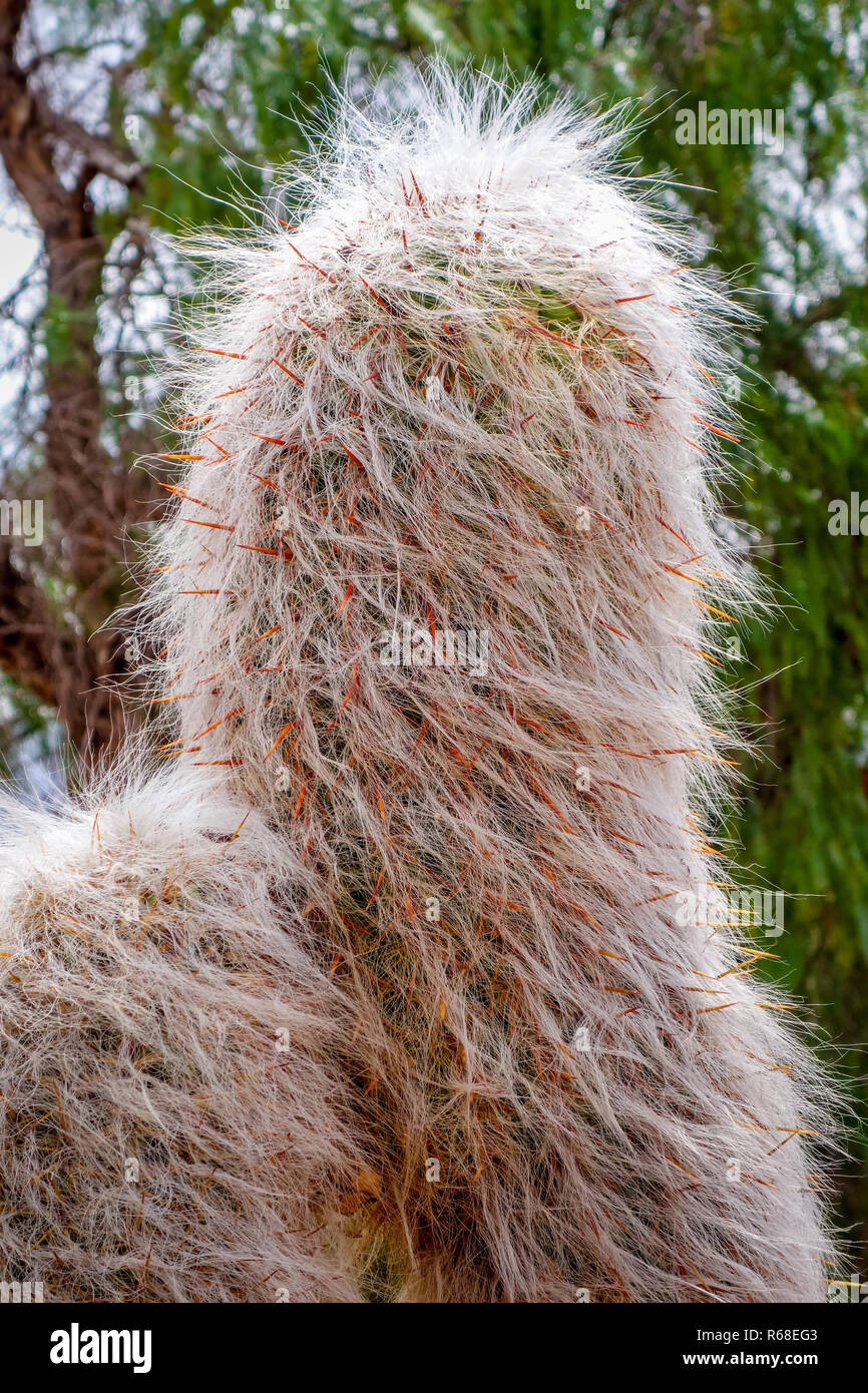 Haarige Kaktus in der Wste Stockfotografie - Alamy