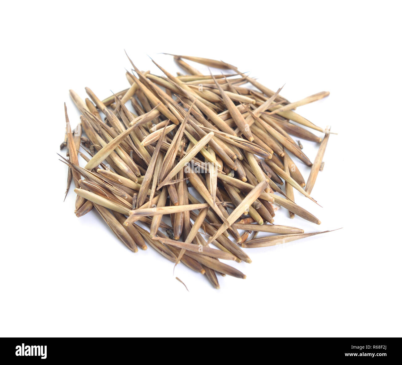 Bambusa oder Bambus Samen. Auf weissem Hintergrund Stockfotografie - Alamy