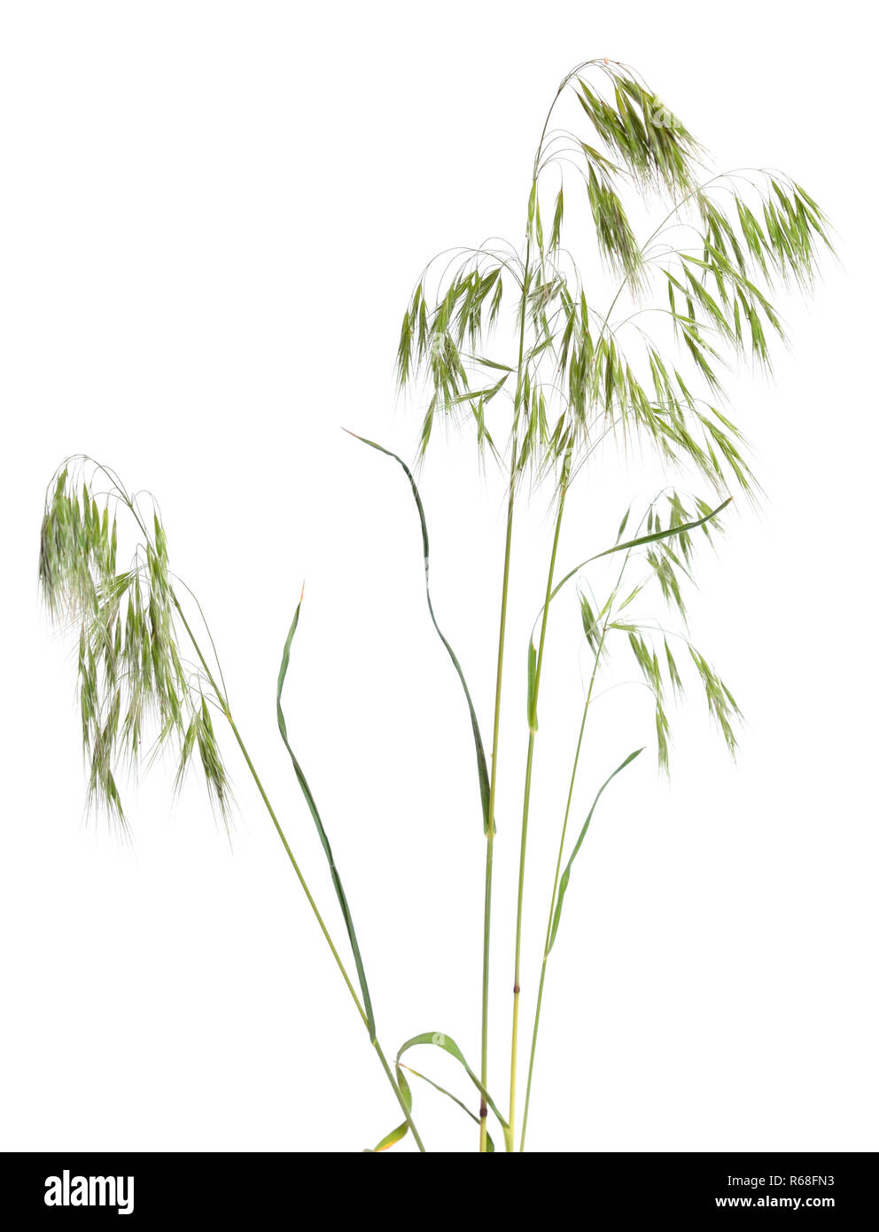 Kohlrübe tectorum, bekannt als hängenden Brome oder cheatgrass. Isoliert Stockfoto