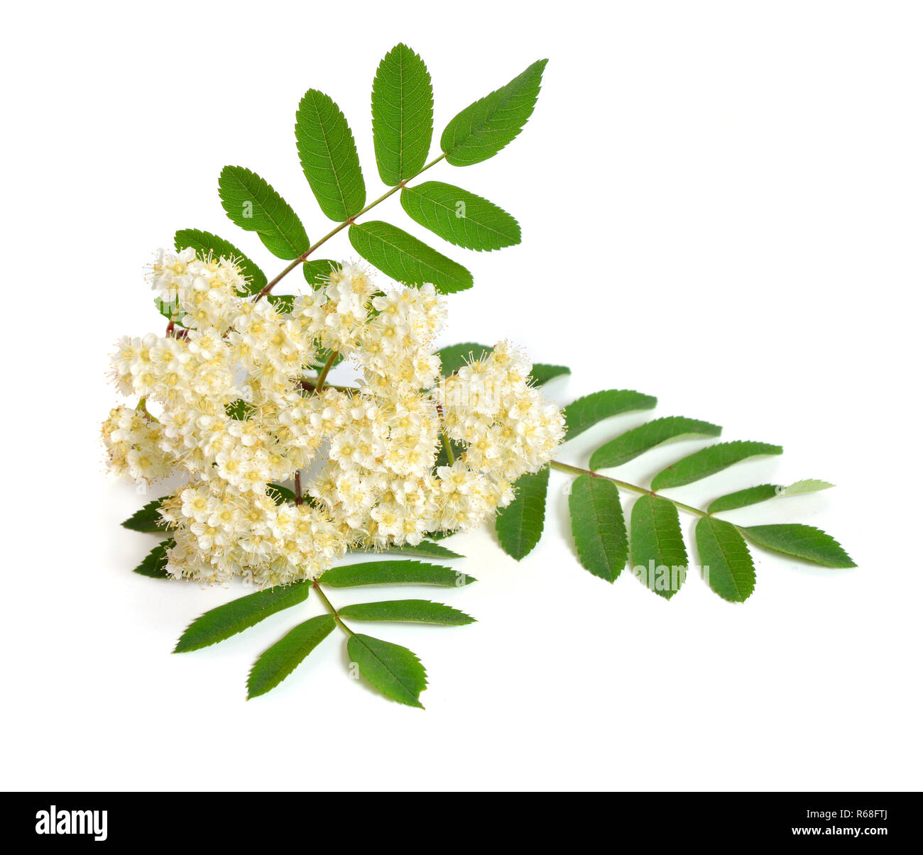 Sorbus aucuparia Blumen auf weißem Hintergrund Stockfoto