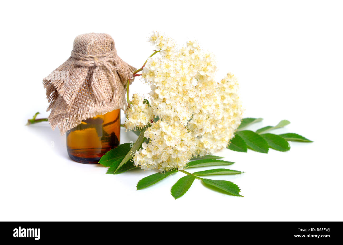 Sorbus aucuparia Blumen auf weißem Hintergrund Stockfoto