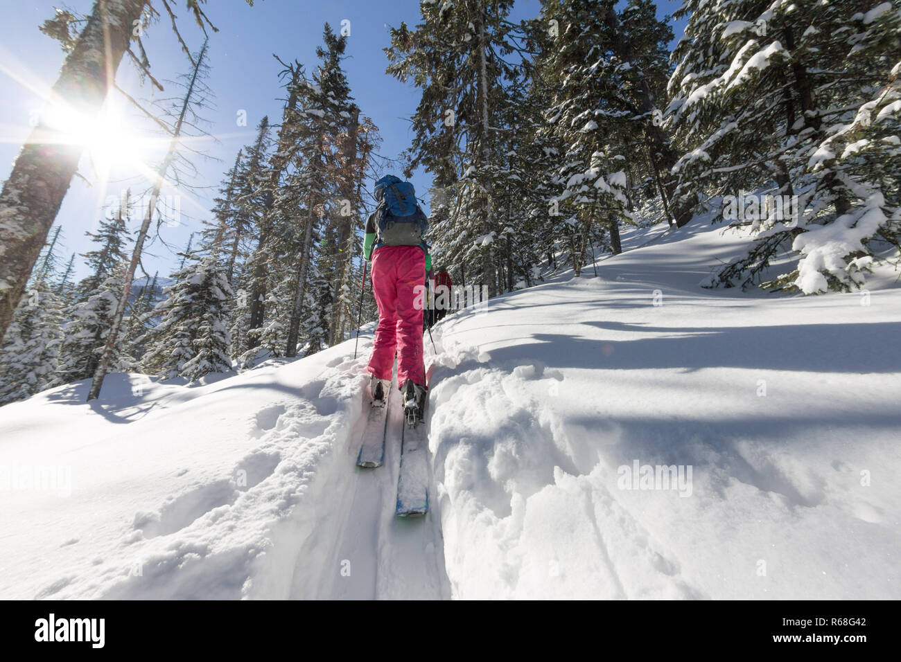 Frau Skifahrer freeride skitur bergauf im Schnee im Winter Wald Stockfoto