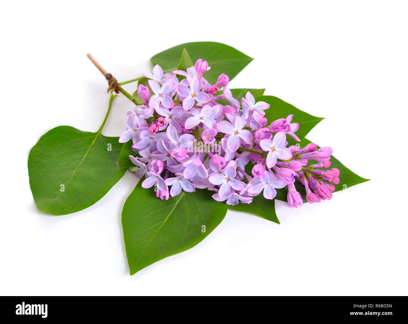 Syringa oder violetten Blüten. Auf weissem Hintergrund. Stockfoto