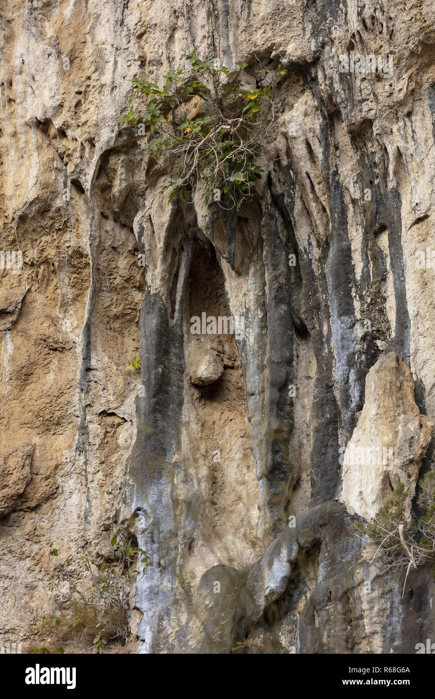 Feigenbaum wächst auf vertikalen Kalksteinfelsen, Schlucht von Lumbier, Spanien. Stockfoto