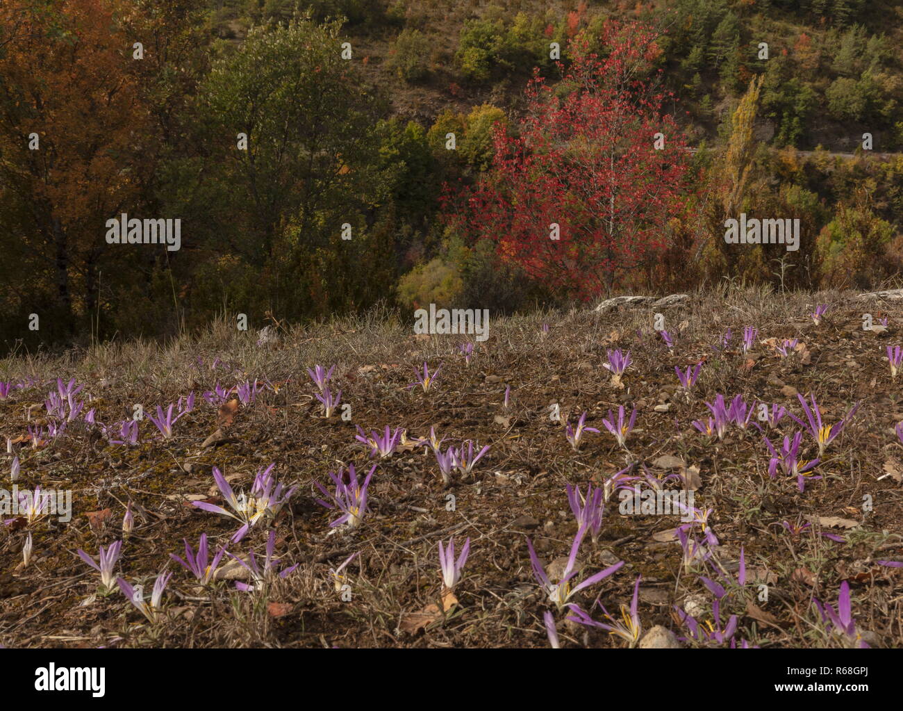 Pyrenäen Merendera, Colchicum montanum, in Blüte im Herbst im Binies Schlucht, Montpelier Ahorn darüber hinaus; Spanischen Pyrenäen. Stockfoto