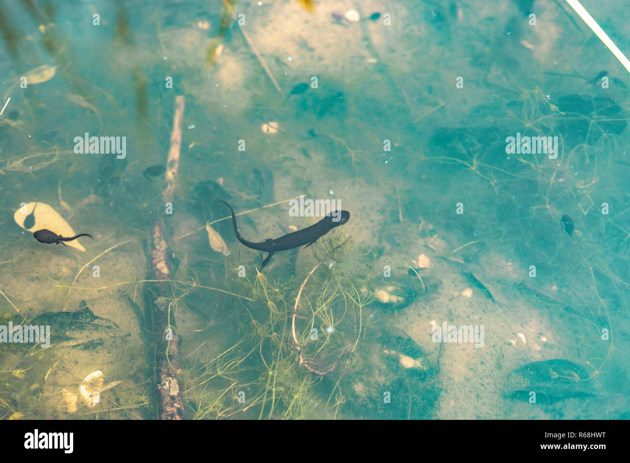 Alps swimming underwater Fotos und Bildmaterial in hoher Auflösung