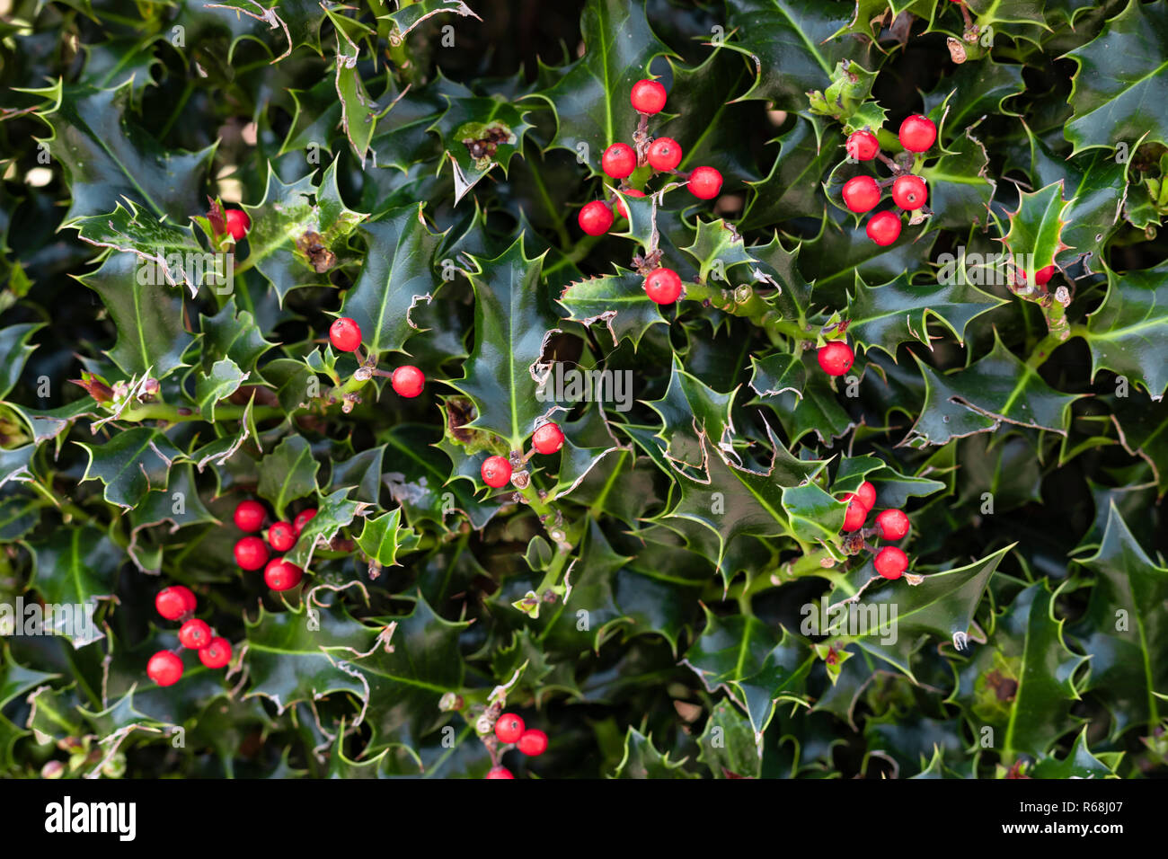 Nahaufnahme von einem Stacheligen holly grüne Pflanze mit roten Beeren, perfekt für die Verwendung als Weihnachten (Xmas) Hintergrund. Stockfoto