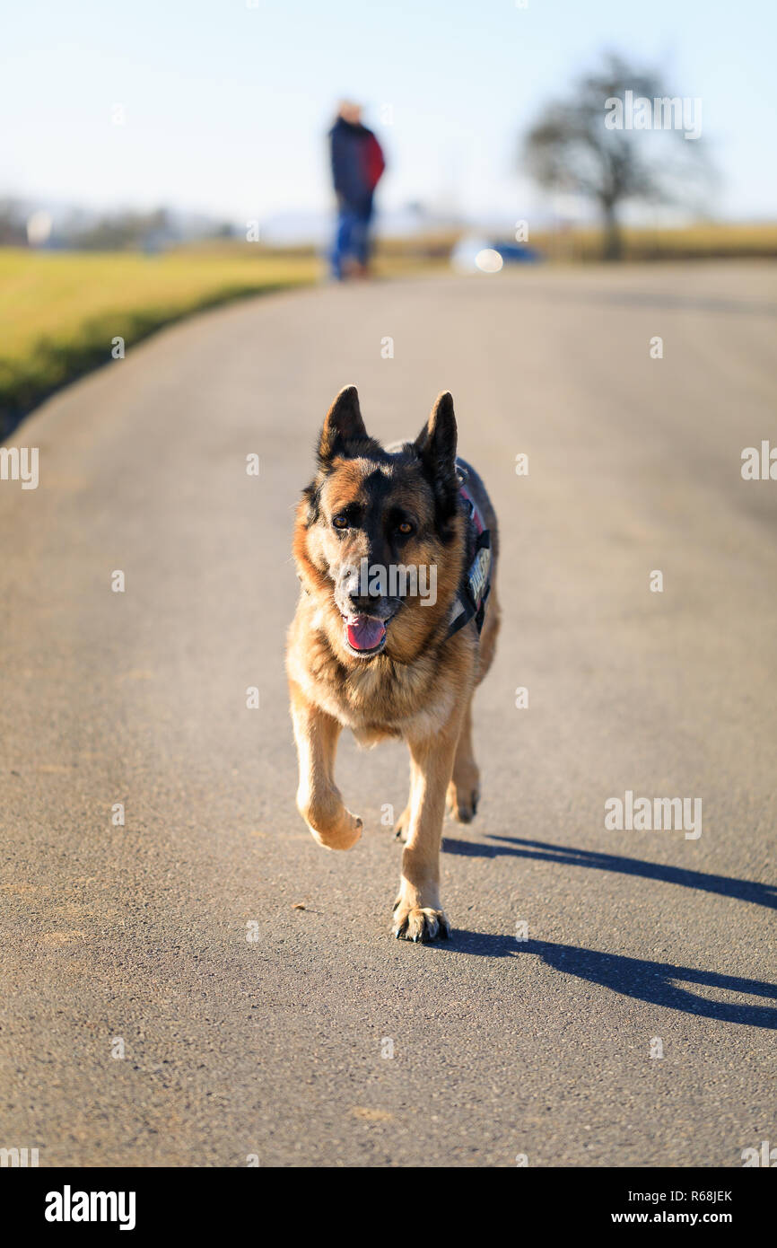 Deutscher Schäferhund Hund läuft auf die Straße in Richtung Kamera, Deutschland Stockfoto