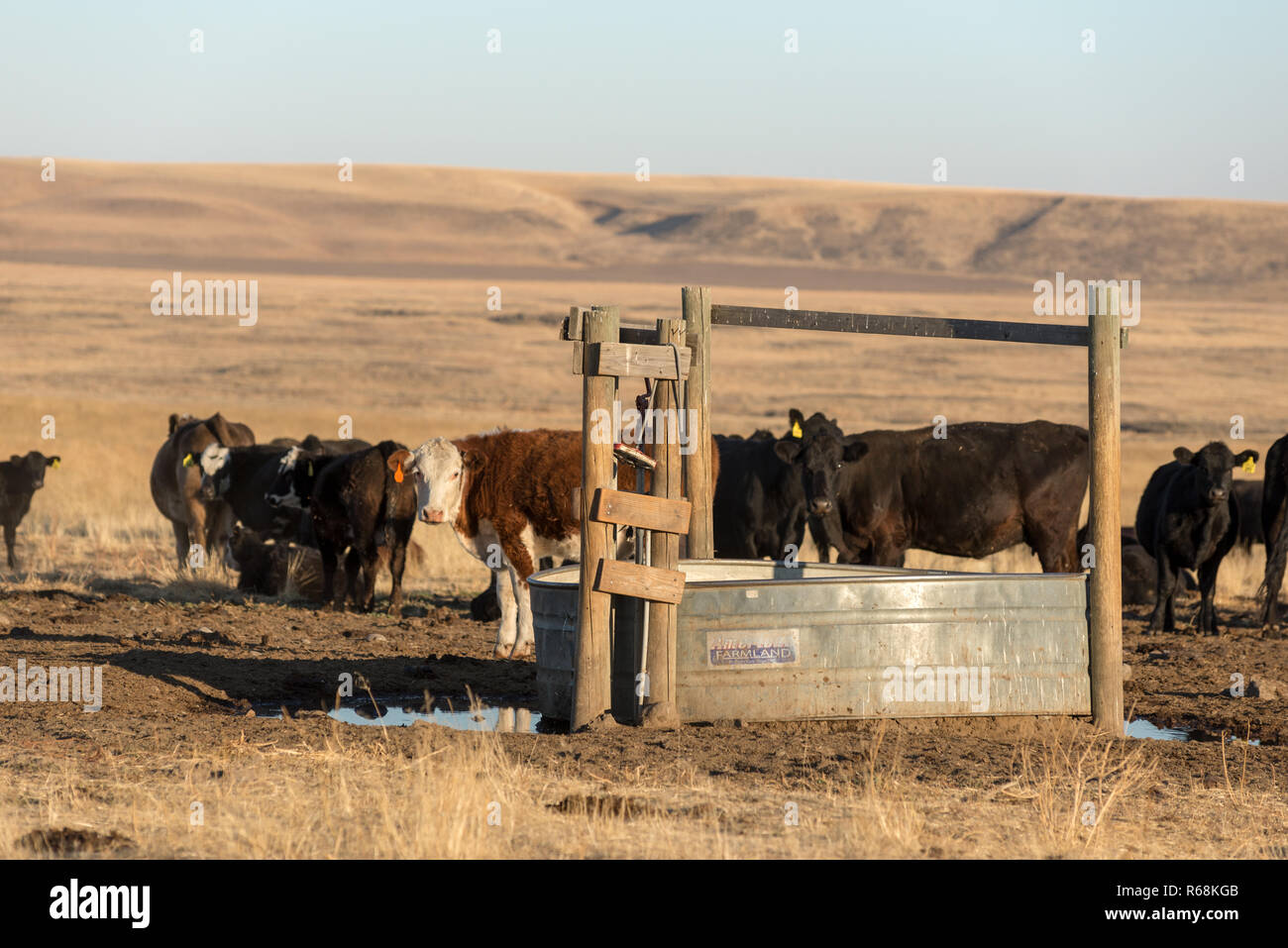 Rinder an einem Lager Tank im östlichen Washington. Stockfoto