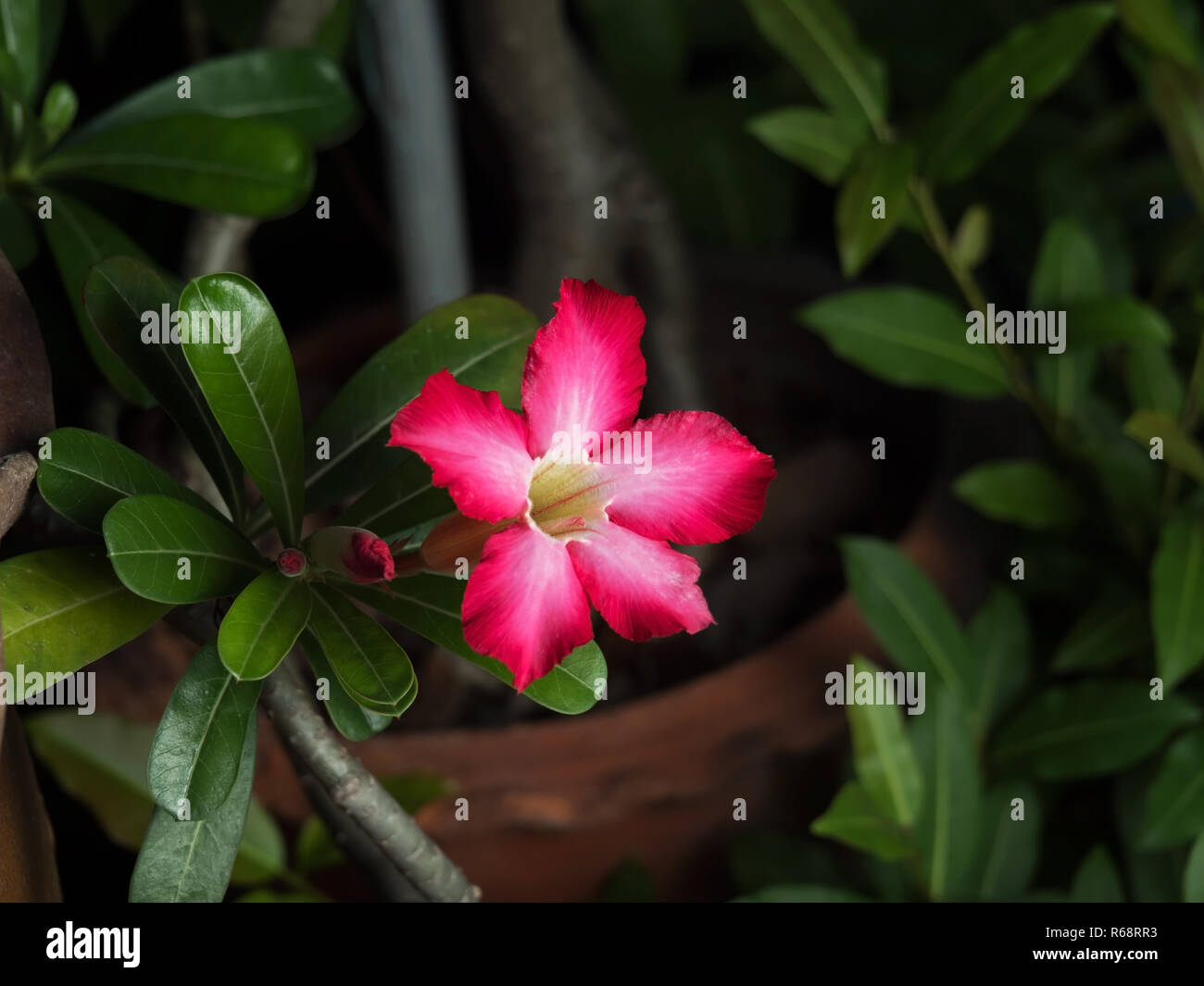 Closeup Plumeria Flower mit Knospen und grüne Blätter isoliert auf Natur Hintergrund Stockfoto
