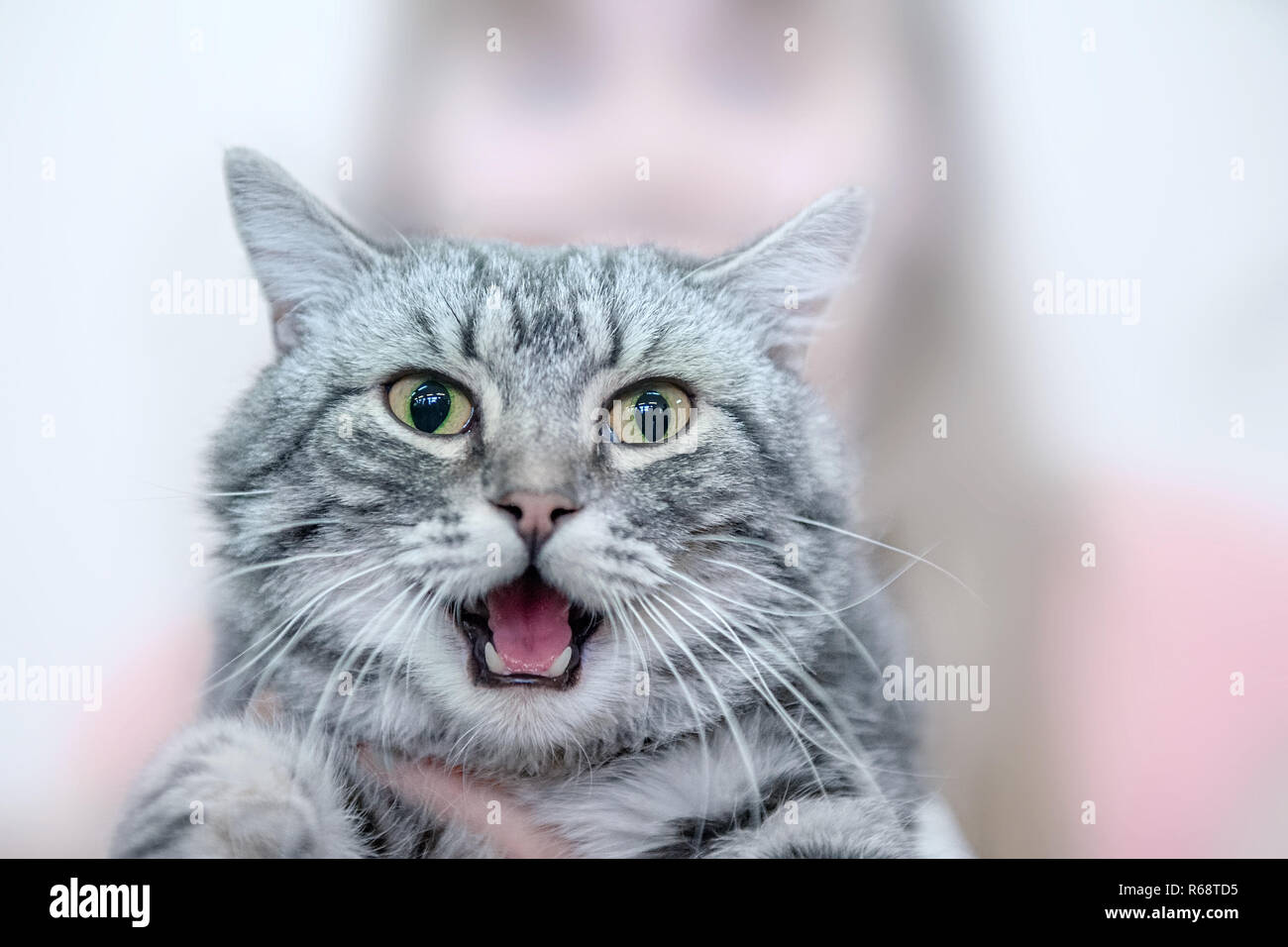 Schöne graue Katze zeigt Zunge mit Mund offen. Porträt Stockfotografie -  Alamy