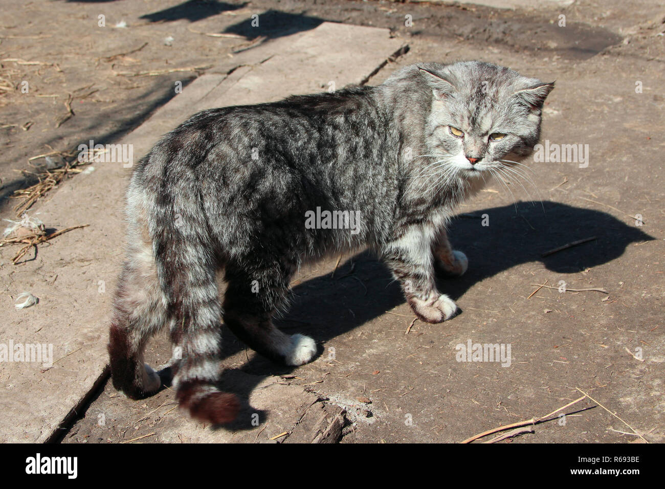 Scottish Straight cat Suche Runde im Hof. Wunderschönen Schottischen gerades Cat. Haustier Stockfoto