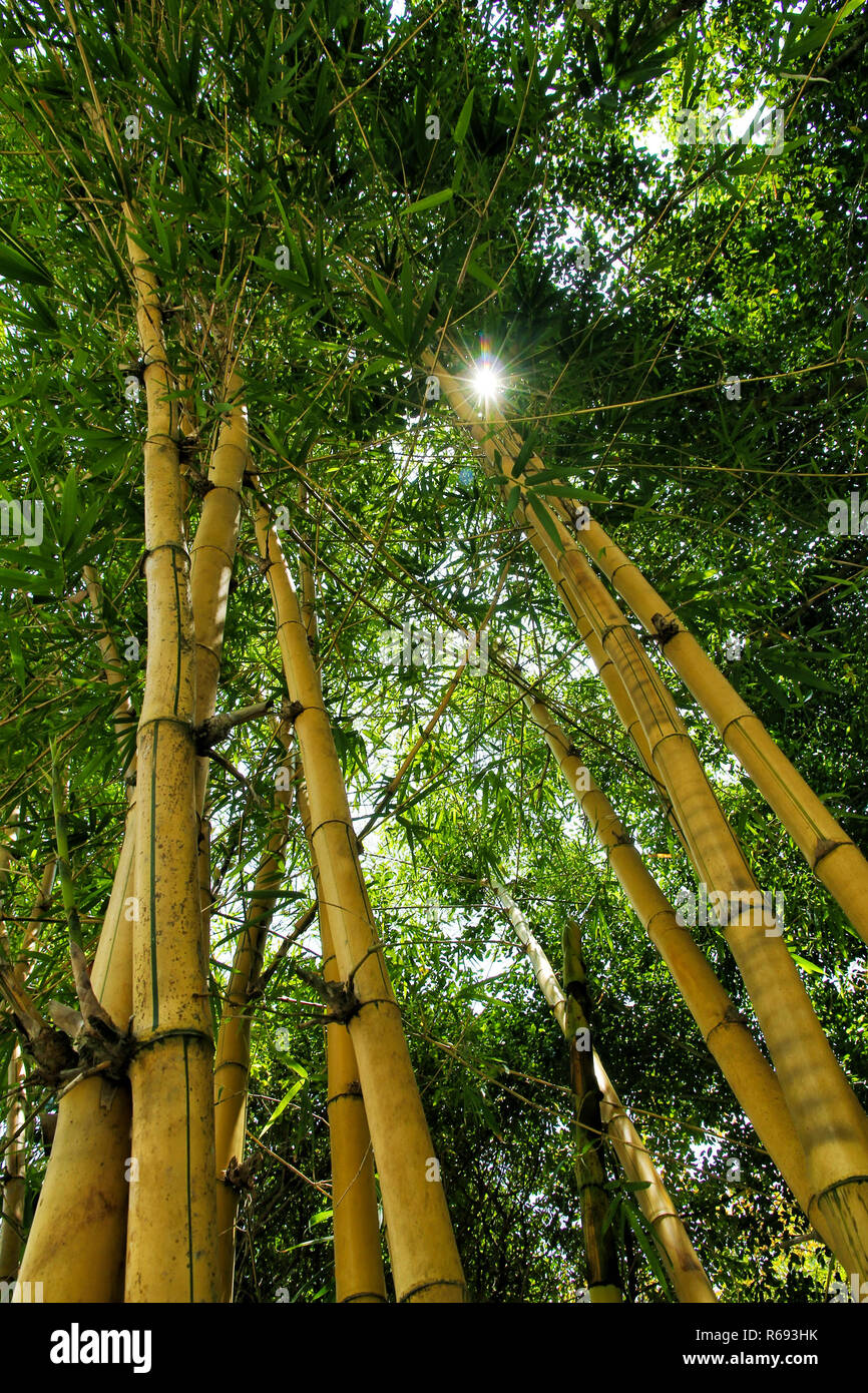 Bamboo Grove mit Sonne lugt durch die Blätter mit den Strahlen Stockfoto