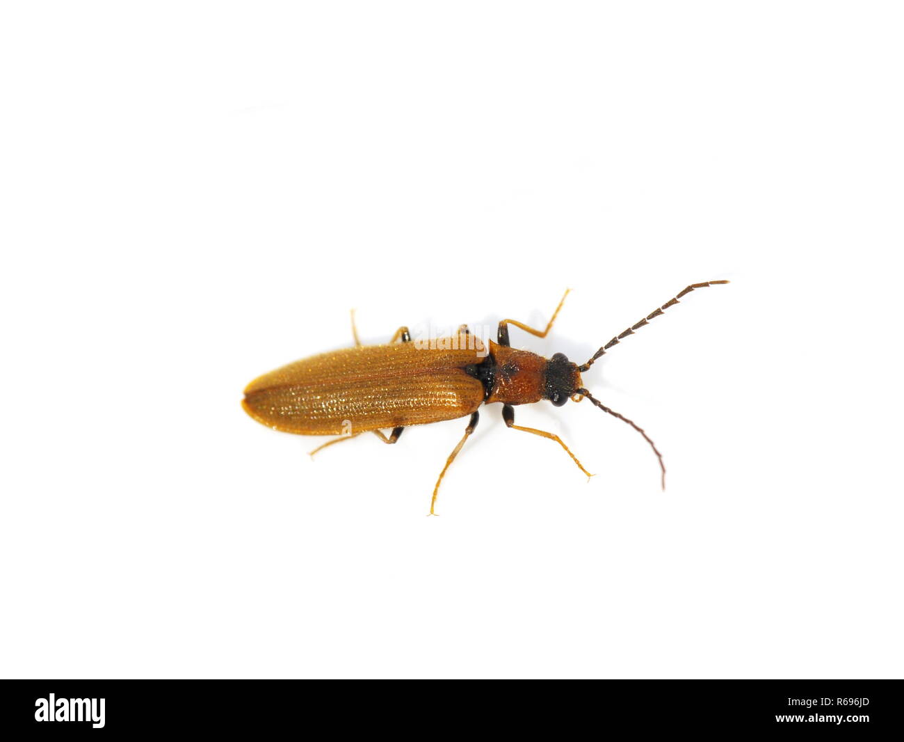 Klicken Sie auf die kleine braune Käfer Denticollis