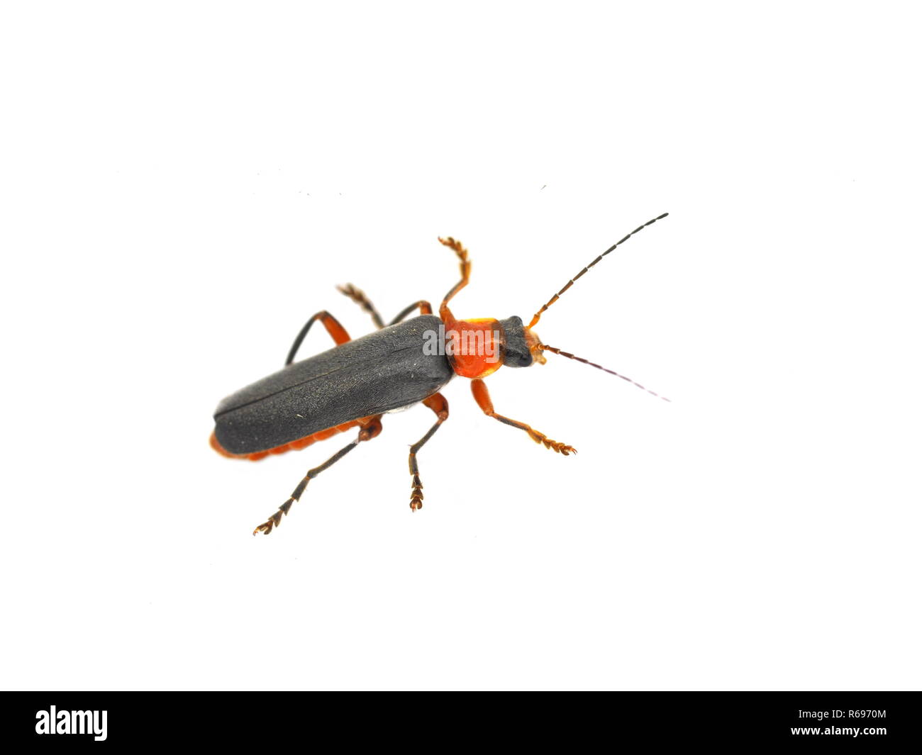 Die roten und schwarzen Soldaten Käfer Cantharis pellucida auf weißem Hintergrund Stockfoto