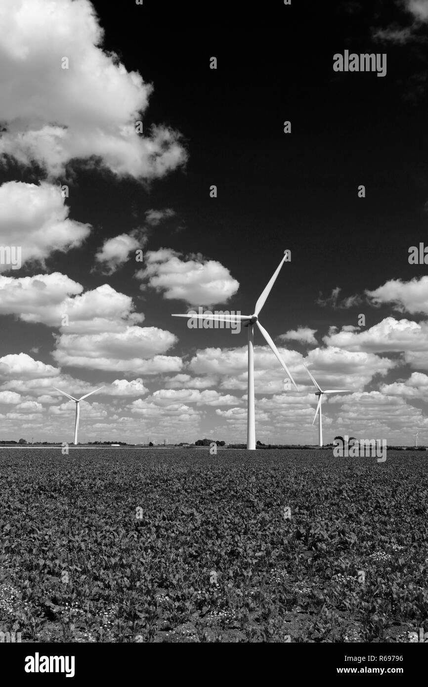 Kulturen und Windkraftanlagen auf der Bedford Ebenen in der Nähe von Turves Dorf; Moorland, Cambridgeshire, England, Großbritannien Stockfoto