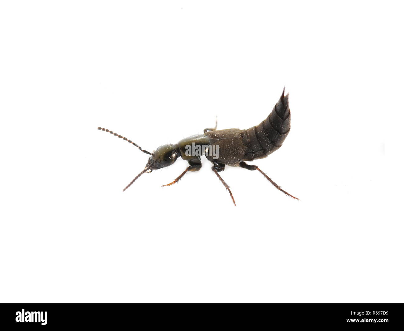 Glänzende Strähne Käfer der Gattung Ocypus in Gefahr Anzeige auf weißem Hintergrund Stockfoto