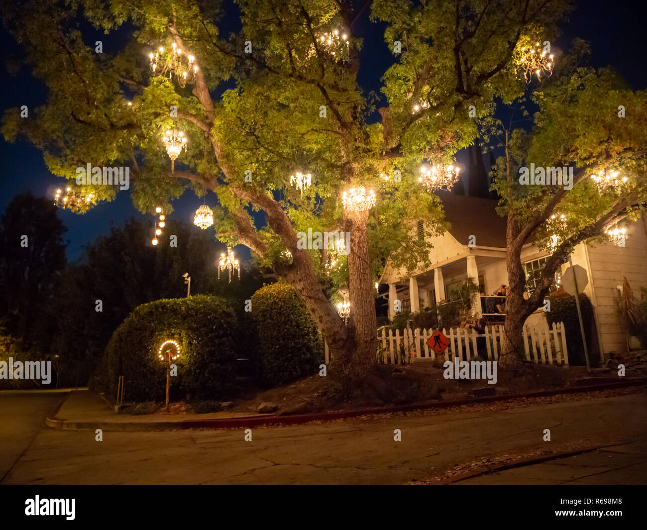 Kronleuchter Baum, Los Angeles, Kalifornien, USA Stockfotografie - Alamy
