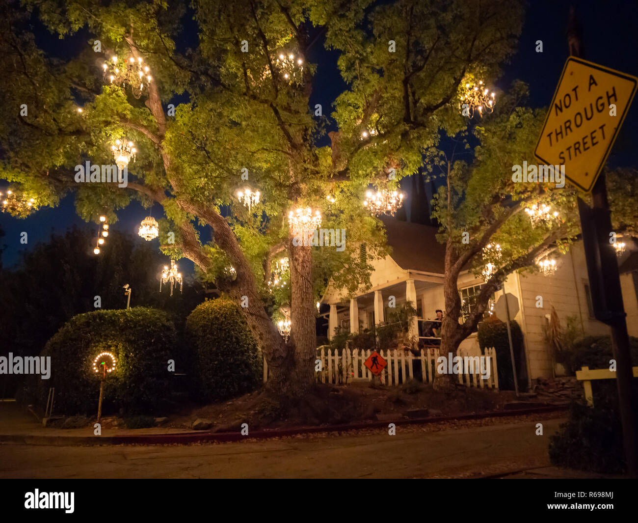 Kronleuchter Baum, Los Angeles, Kalifornien, USA Stockfoto