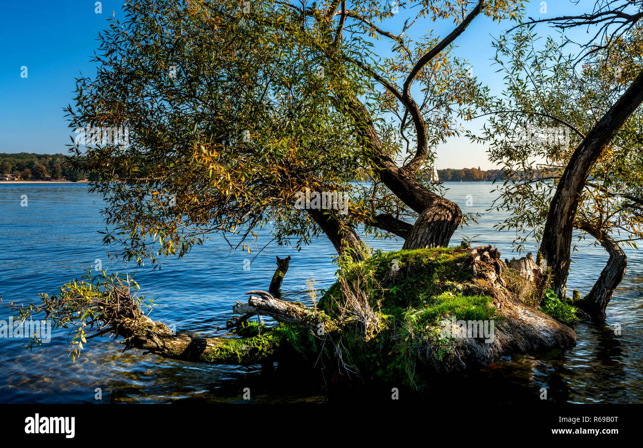 Entwurzelte Baum liegt in der See Stockfoto