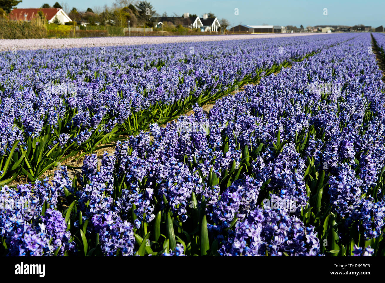 Anbaugebiet der Blühenden blaue Hyazinthen, Bollenstreek Region, South-Holland, Niederlande Stockfoto