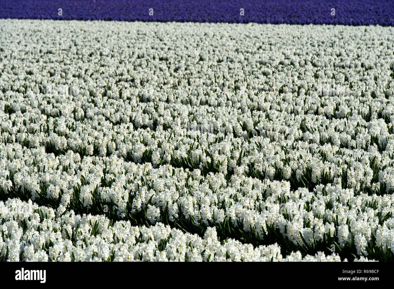 Feld mit blühenden Weiße Hyazinthen, Bollenstreek Region, South-Holland, Niederlande Stockfoto