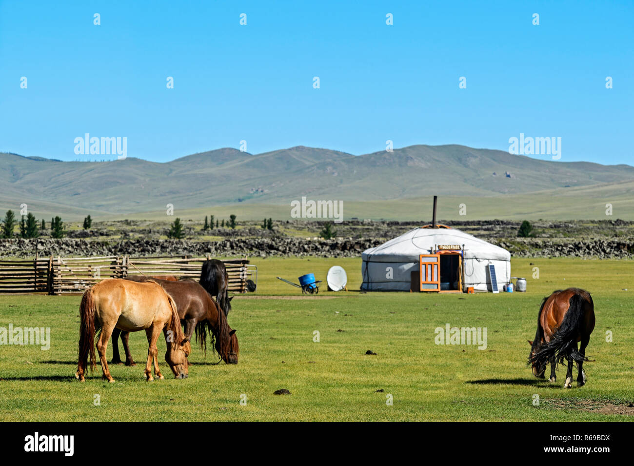 Mongolische Pferde Garzing in der Nähe einer Jurte, Ger, Orkhon Tal, Mongolei Stockfoto