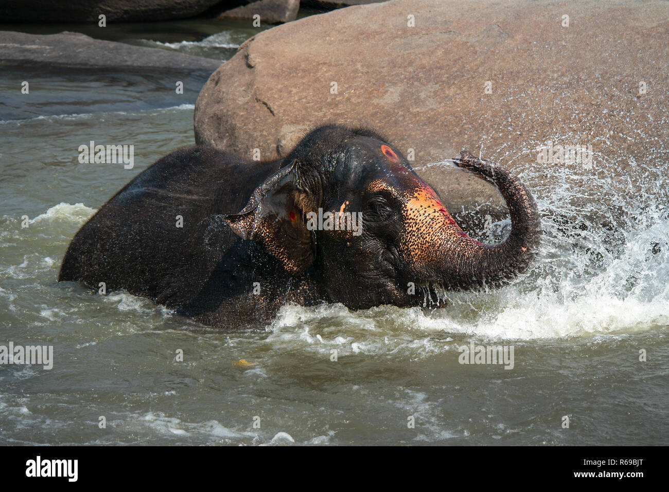 Lakshmi, die heiligen Elefanten aus dem lokalen Hindu Tempel in Hampi, Indien genießt Planschen in den örtlichen Fluss während seiner täglichen Bad. Stockfoto