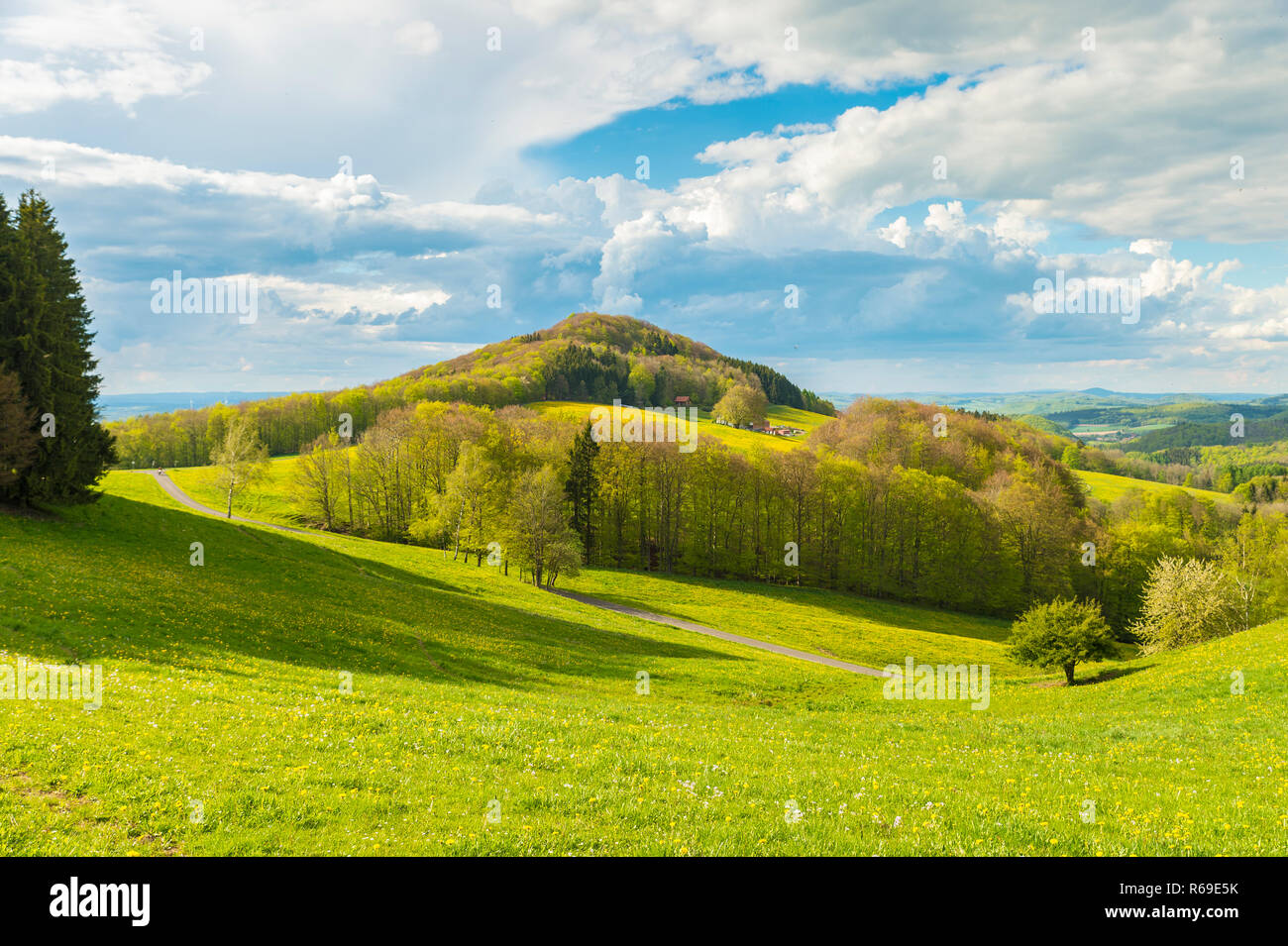 Wiesen voller Löwenzahn und Baum Gruppen im Frühsommer. Stockfoto