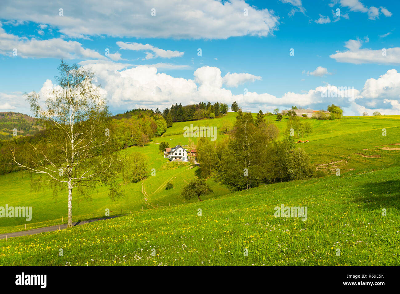 Einzelnes Gehöft von Wiesen voller Löwenzahn umgeben. Stockfoto