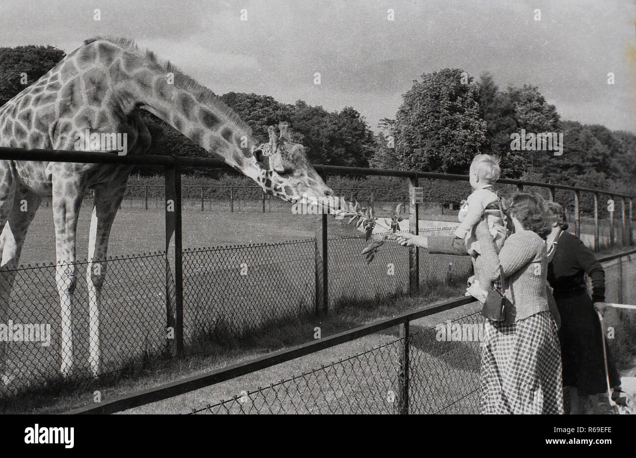 1950, historische, eine Mutter ihr Kind halten und mit ausgestreckter Hand Fütterung eine Giraffe in seinem Gehäuse über einen Zaun außerhalb in einem Zoo, England, UK. Wie kann hier gesehen werden, Giraffen haben lange Hälse und Vorderbeine und sind die weltweit höchsten lebenden Tier. Stockfoto