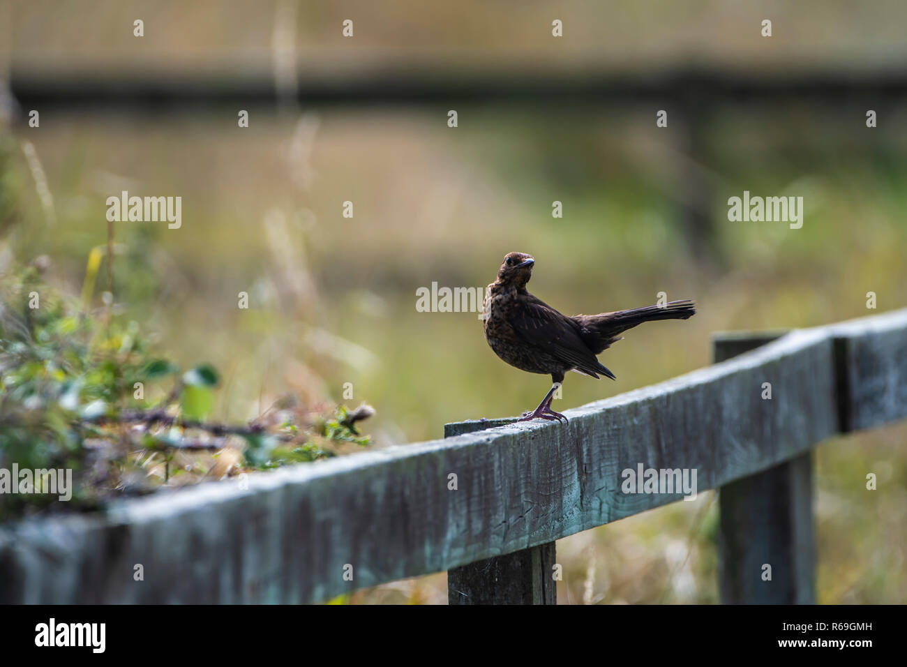 Juvenile Blackbird posieren auf einem Holzzaun. Stockfoto