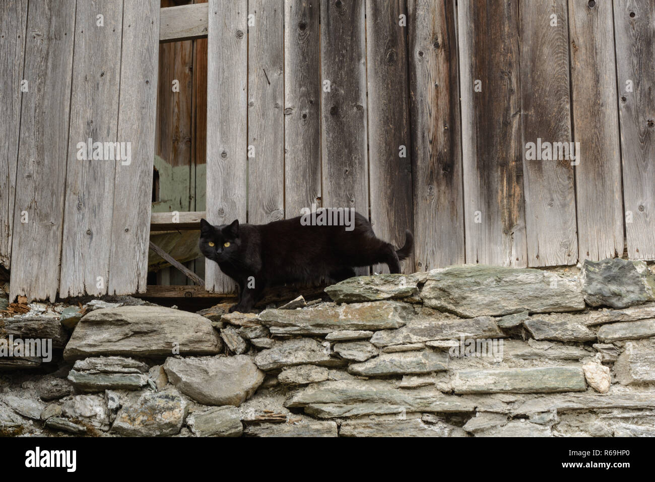 Schwarze Katze lauern In den alten Holzschuppen Stockfoto