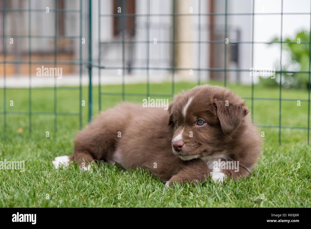 Kleine braune Hund liegend im Garten auf der Wiese Stockfotografie - Alamy