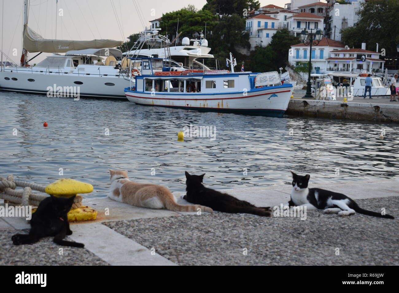 Griechische Katzen am Hafen in Skiathos Stockfoto