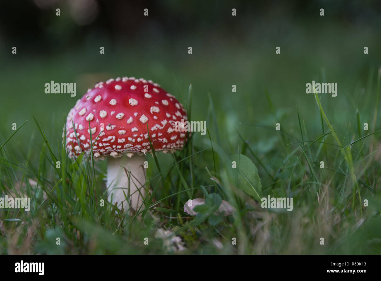 Helle rote Fliegenpilz in grüner Wiese Stockfoto