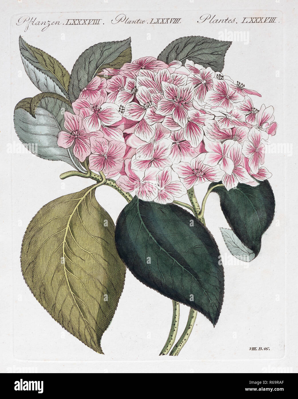 Hortensie (Hydrangea hortensis), handcolorierte Kupferstich von Friedrich Justin Bertuch Bilderbuch für Kinder, 1802 Stockfoto